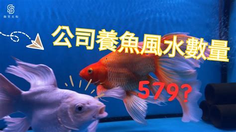 風水魚缸數量|養魚招財：最佳魚隻數量